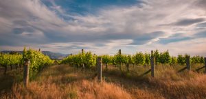 Wine selection frmo Australia and New Zealand